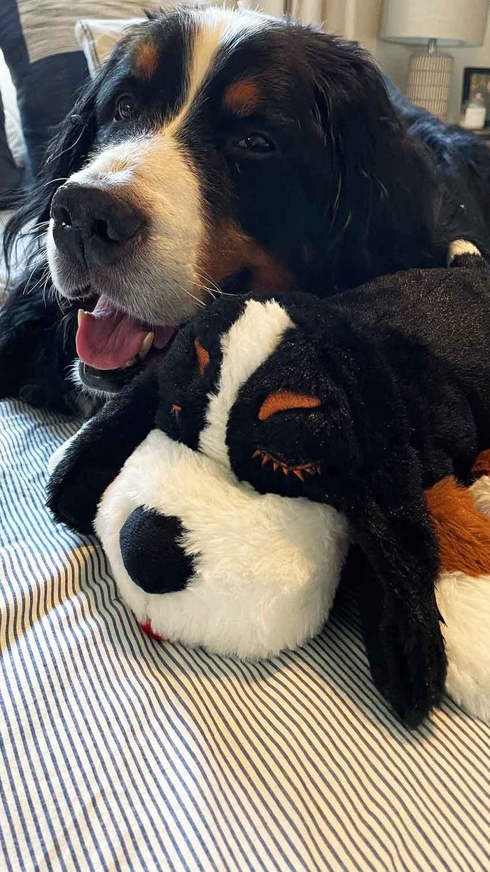 Snuggle Puppy® Heartbeat Stuffed Toy for Pet Anxiety Relief